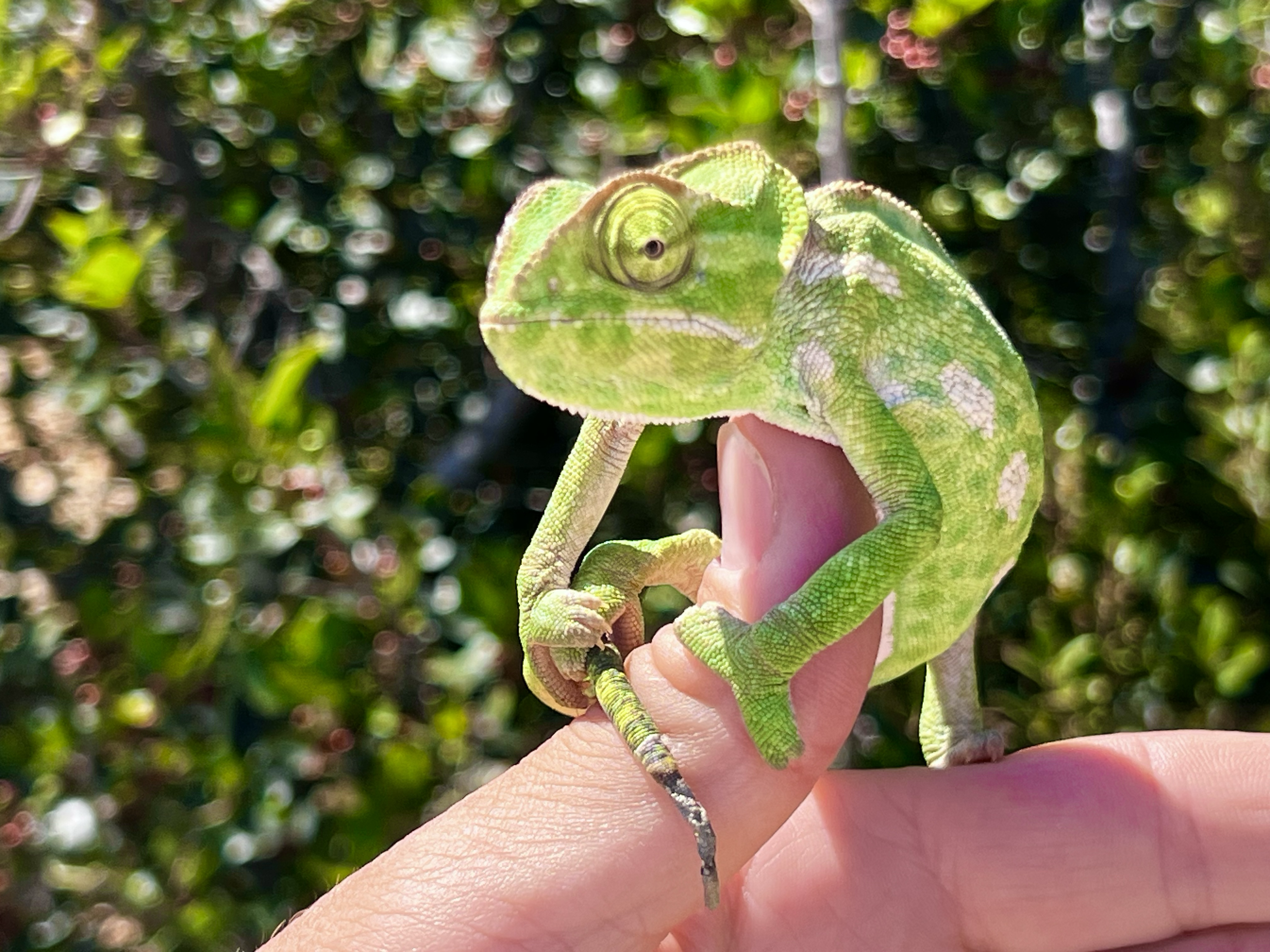 Tradycyjny dom maltański